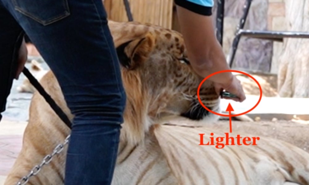 Inside Thailand’s ‘rampant’ tiger cruelty as animals abused in zoos for